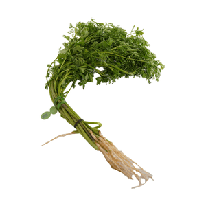 Cilantro Unidad 100 G